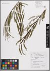 Foto von Salix eleagnos subsp. eleagnos Scop.